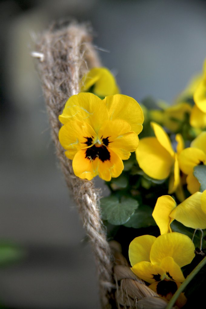 Conter fleurette photo 14